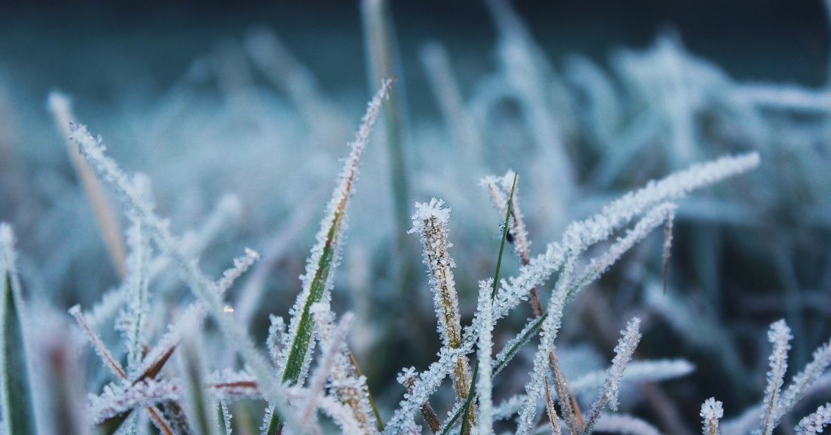 césped en las heladas de invierno