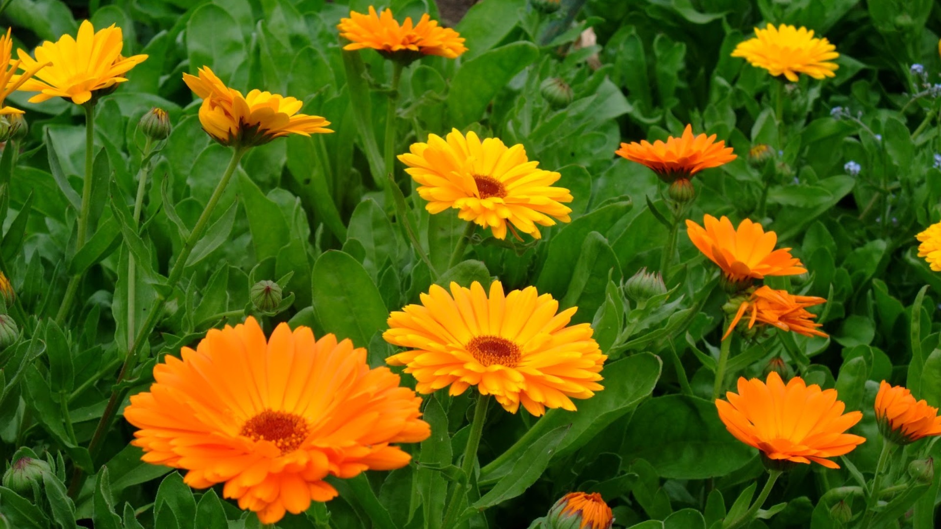 Calendula_officinalis-planta-verano