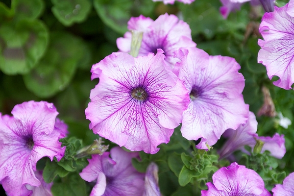 Petunia-x-hybrida-planta-verano
