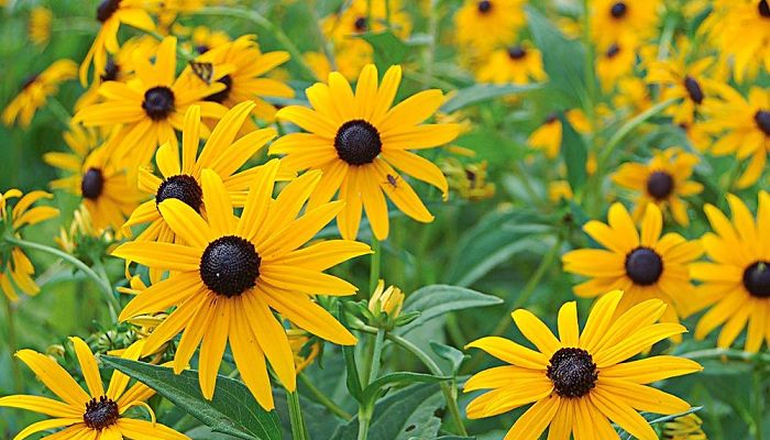 Rudbekia_planta_verano