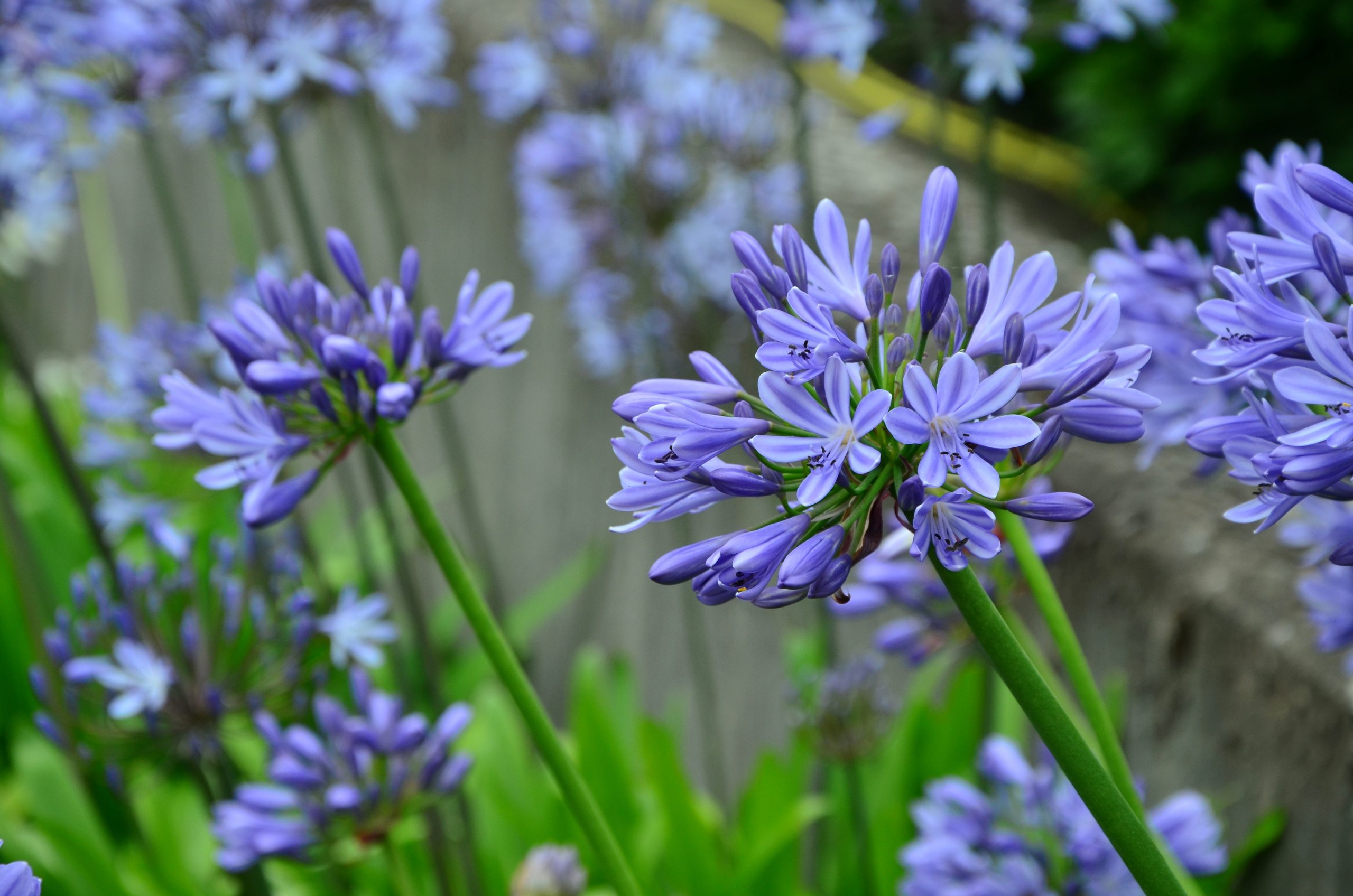agapanthus-planta-verano