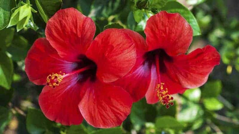 hibisco-planta-ideal-verano