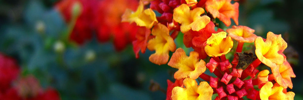 lantana-camara-plantas-de-verano